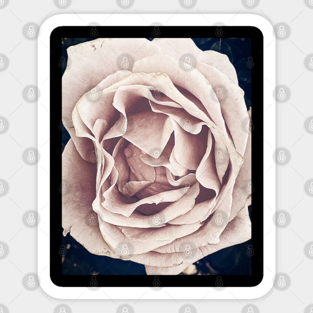 Pink Rose Sticker by RobertsArt